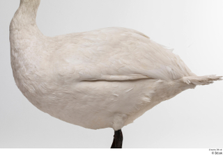 Mute swan whole body wing 0003.jpg